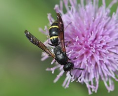 Symmorphus bifasciatus