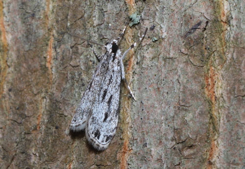Striped Eudonia Moth photo 5