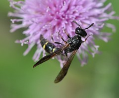 Symmorphus bifasciatus