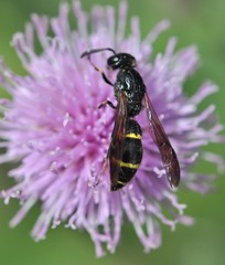 Symmorphus bifasciatus