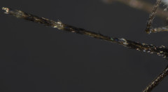 Anopheles franciscanus