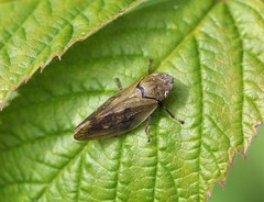 Omalophora pectoralis