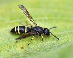 Ancistrocerus trifasciatus