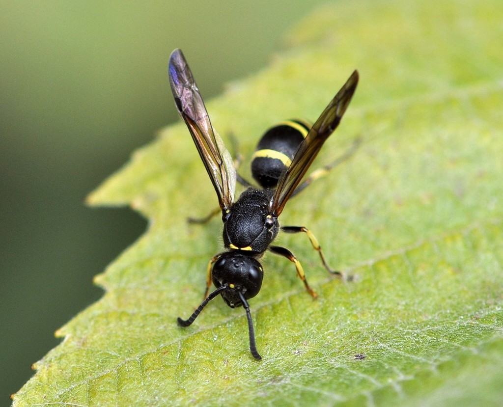 Three-banded Mason Wasp