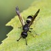 Three-banded Mason Wasp - Photo (c) Andrei, some rights reserved (CC BY-NC), uploaded by Andrei