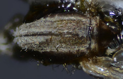 Anopheles franciscanus