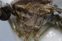 Anopheles franciscanus