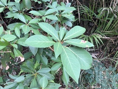 Machilus