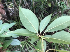Machilus