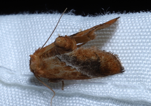 Yellow-shouldered Slug Moth photo 6