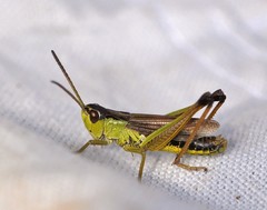 Pseudochorthippus montanus