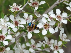 Castiarina bicolor