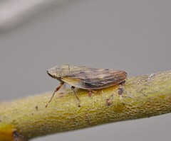 Omalophora pectoralis