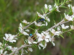 Castiarina bicolor