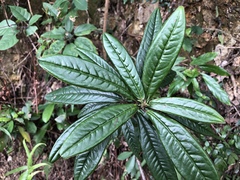 Ardisia lindleyana
