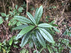Ardisia lindleyana