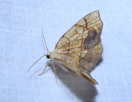 Horned Spanworm Moth photo 5