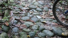 Micrurus lemniscatus