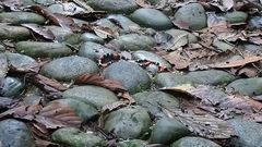 Micrurus lemniscatus