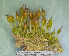 Pterygoneurum ovatum