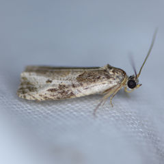 Olethreutes connectum