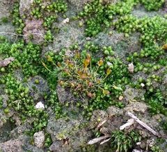 Pterygoneurum ovatum