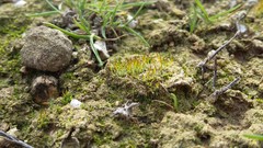 Pterygoneurum ovatum