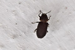 Hadrobregmus pertinax