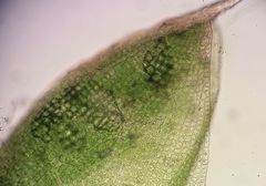 Pterygoneurum ovatum