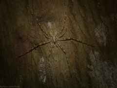 Tamopsis brisbanensis