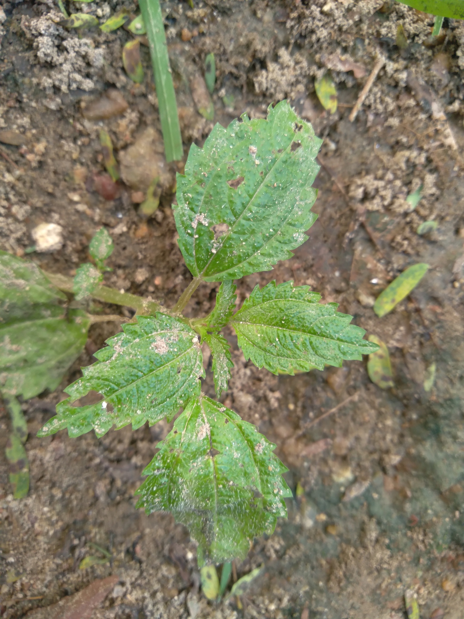 Imagem de Pilea hyalina
