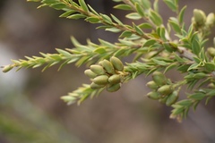 Freylinia densiflora