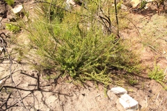 Freylinia densiflora