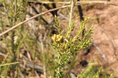 Freylinia densiflora