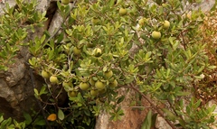 Diospyros dichrophylla