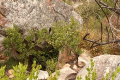 Diospyros dichrophylla