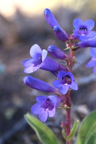 Penstemon fremontii var. fremontii