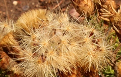 Pteronia hutchinsoniana