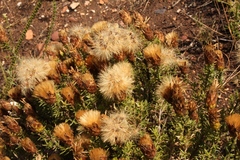 Pteronia hutchinsoniana