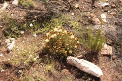 Pteronia hutchinsoniana