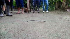 Atractus elaps