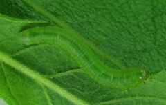 Euura viduata