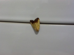 Xanthodes transversa