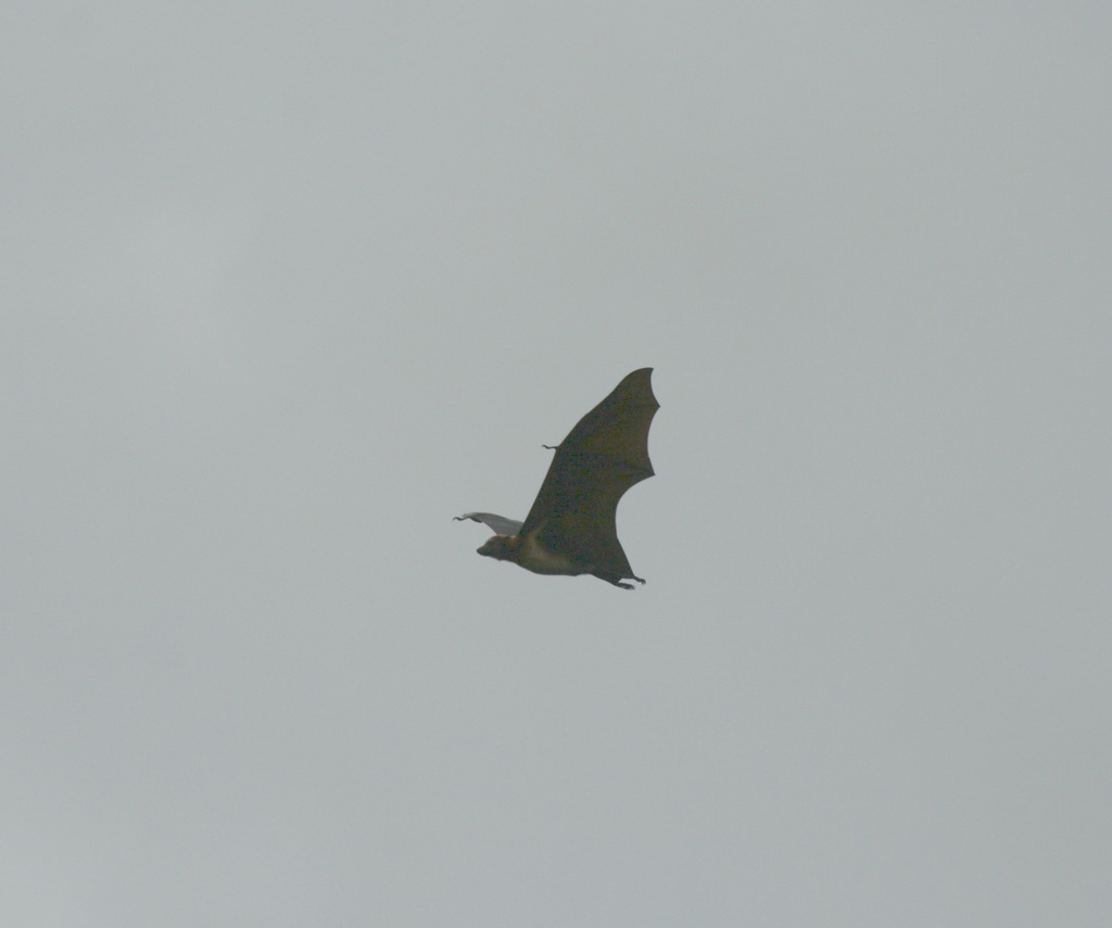 Black-Bearded Flying Fox