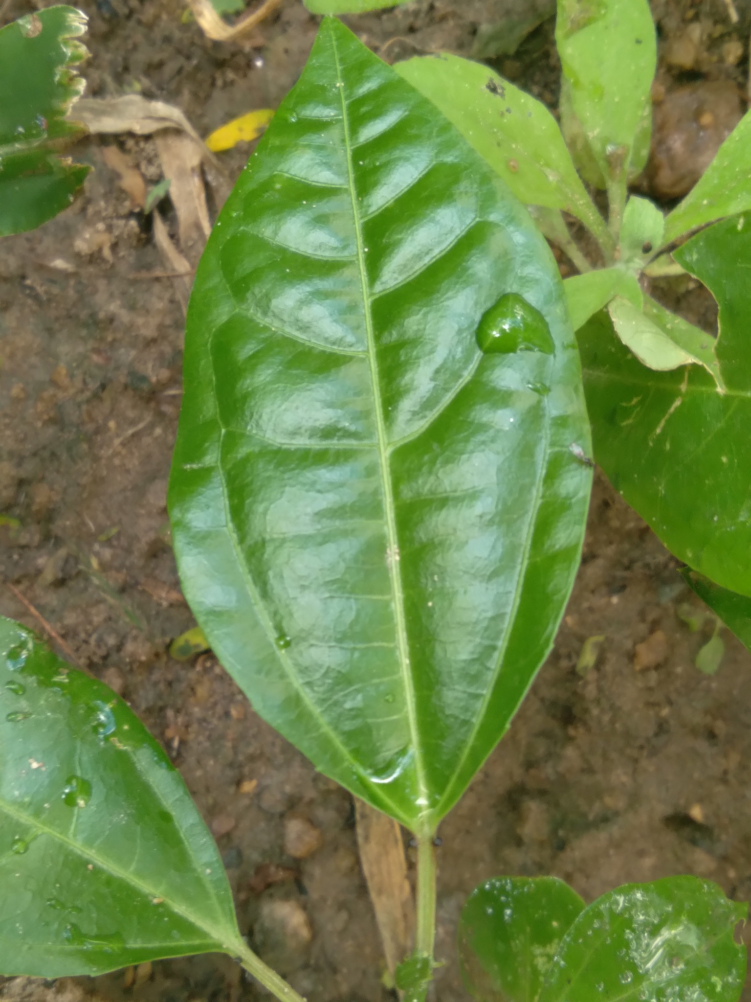 Passiflora edulis