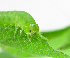 Euura viduata