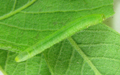 Euura viduata