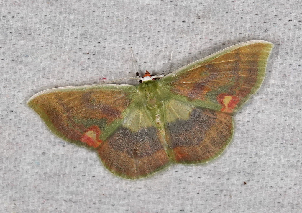 Rhodochlora niepelti