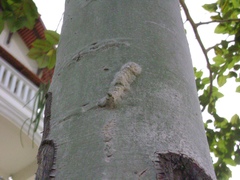 Lepidoptera