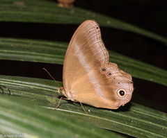 Coelites euptychioides